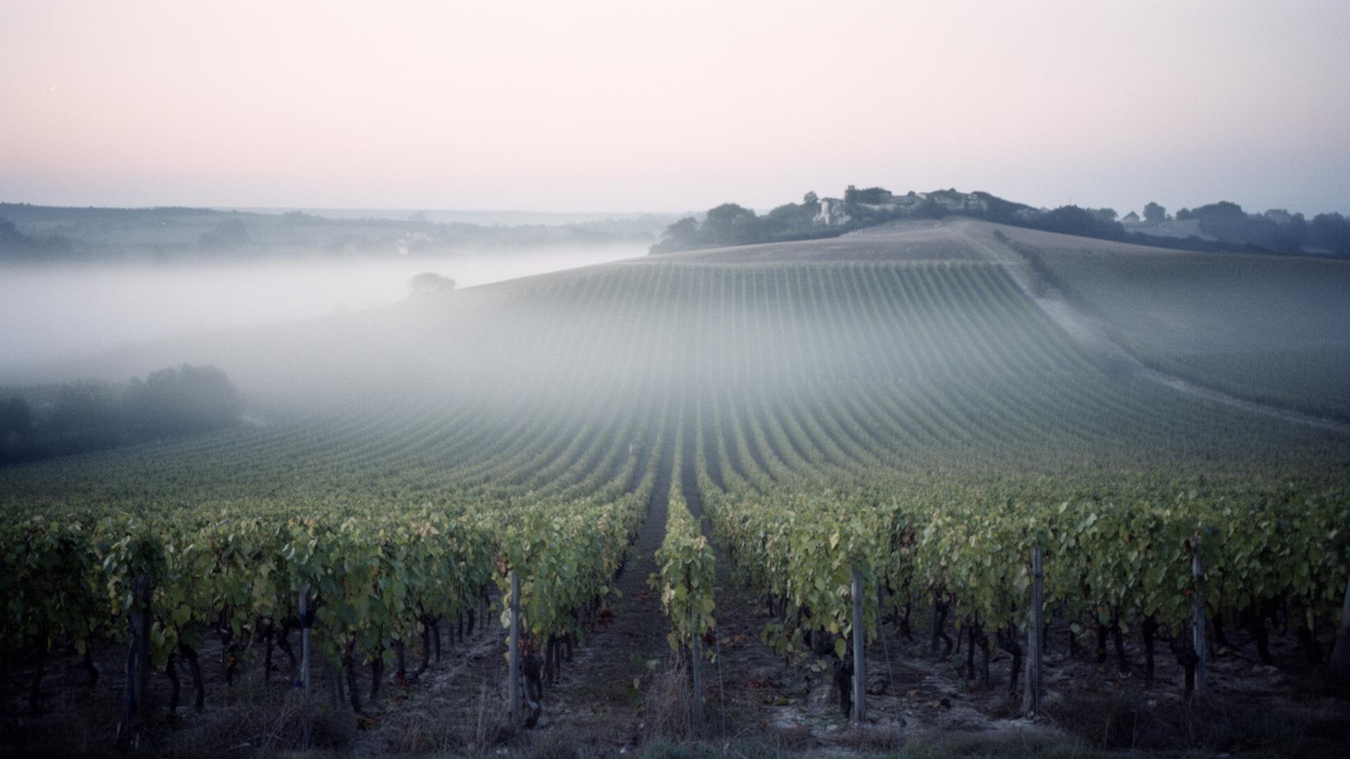 Vignes Champagne Riehl à l'aube